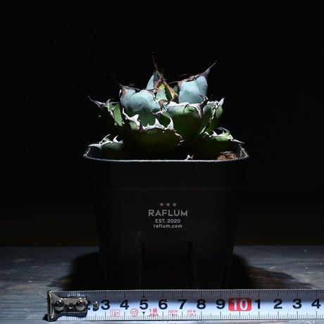 アガベ チタノタ ブラックアンドブルー  "ボールタイプBB" (発根済み) RF221178