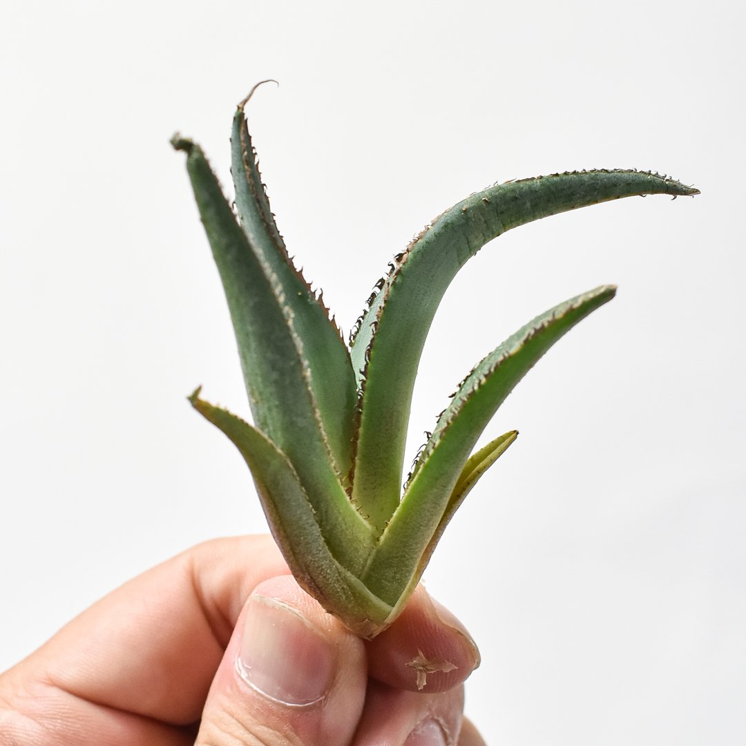 中型アガベ グリーンモンスター Ground-planted Agave] We will introduce the agave varieties that