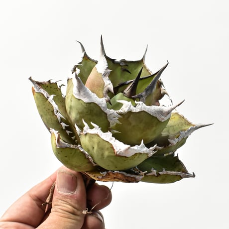 アガベ チタノタ  精品シャークソード "精品鯊魚劍" 【台湾 dragon agave産/中株/抜き苗】C96