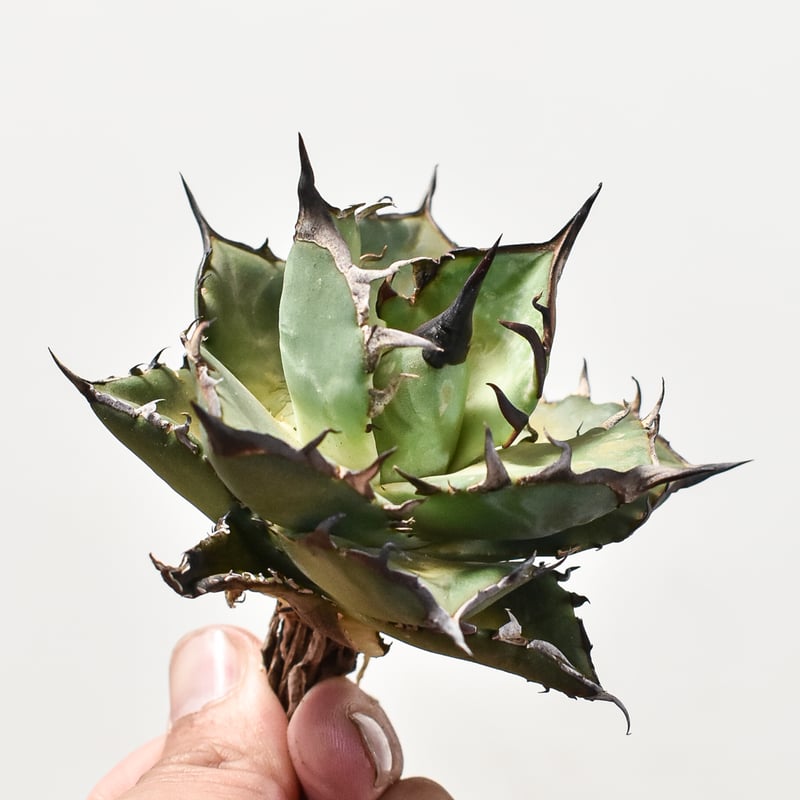 288アガベ チタノタ オテロイ ハデス 黒帝斯 恐竜牙歯 精選子株5株同梱