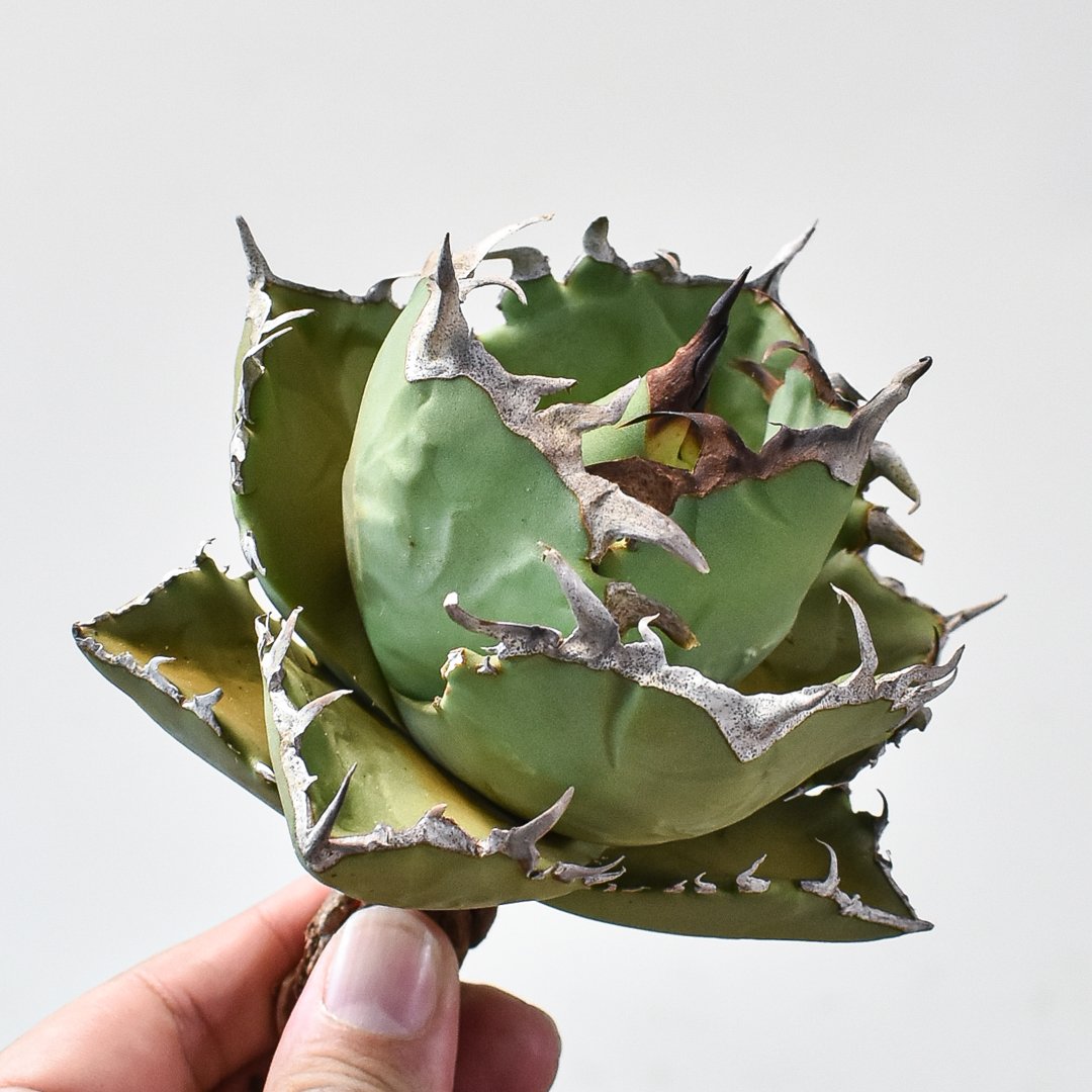 激レア 子株 アガベ梭子蟹 ワタリガニ 台湾アガベ 台湾趣味家 【公式通販】