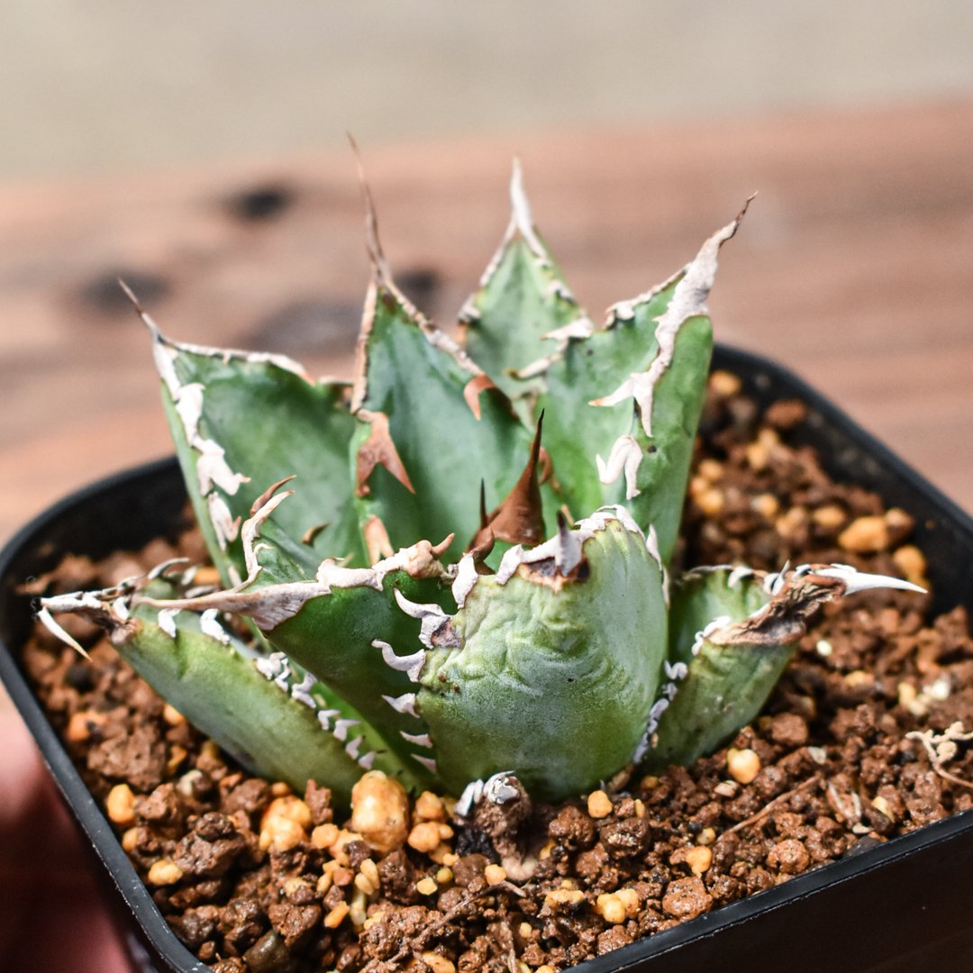 アガベ チタノタ　ルミナス　OC バラクーダ　狂刺夕映　ソーラーエクリプス悪魔的 アガベ チタノタ ソーラーエクリプス 