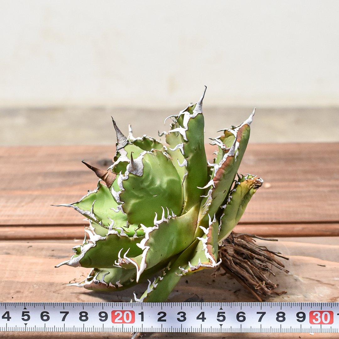 アガベ チタノタ ソーラーエクリプス 