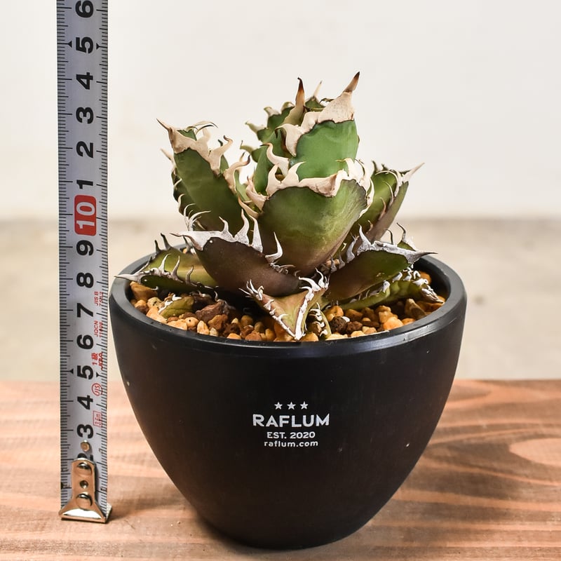 アガベ チタノタ レッドキャットウィーズル 【発根済み】HK232038(T