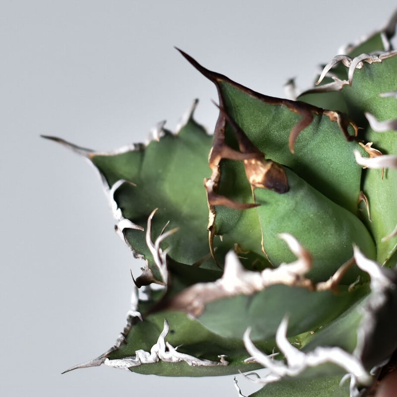 アガベ チタノタ シーザー (抜き苗販売) RF22677 | RAFLUM / ラフラム