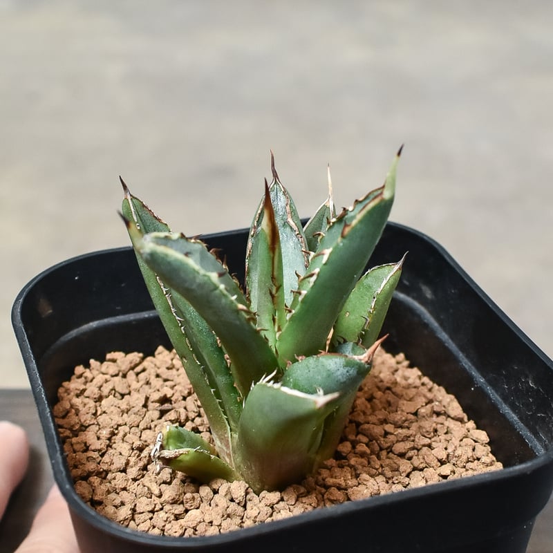 リヴルさん専用】 アガベ チタノタ dennis050 アガベ チタノタ