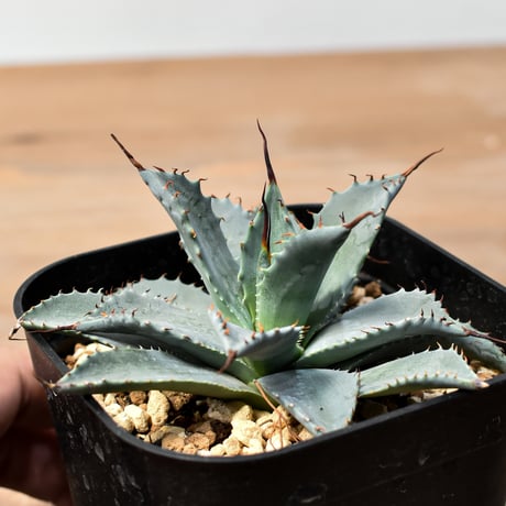 アガベ ハイブリット 日系イシスメンシス×象牙妖炎（陽炎エボリ）【台湾botanical_seeker産】RF25011393