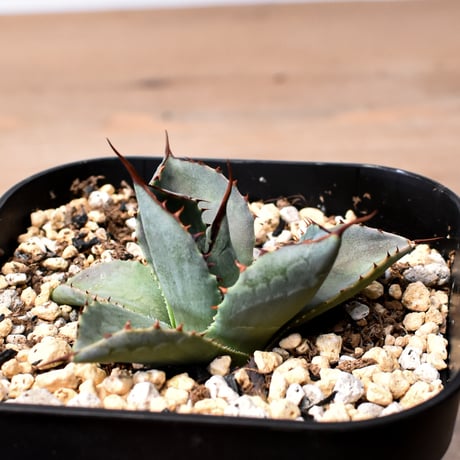 アガベ ハイブリット 曙光 ×（パラサナ、イシスメンシス）【台湾botanical_seeker産】D RF25011575