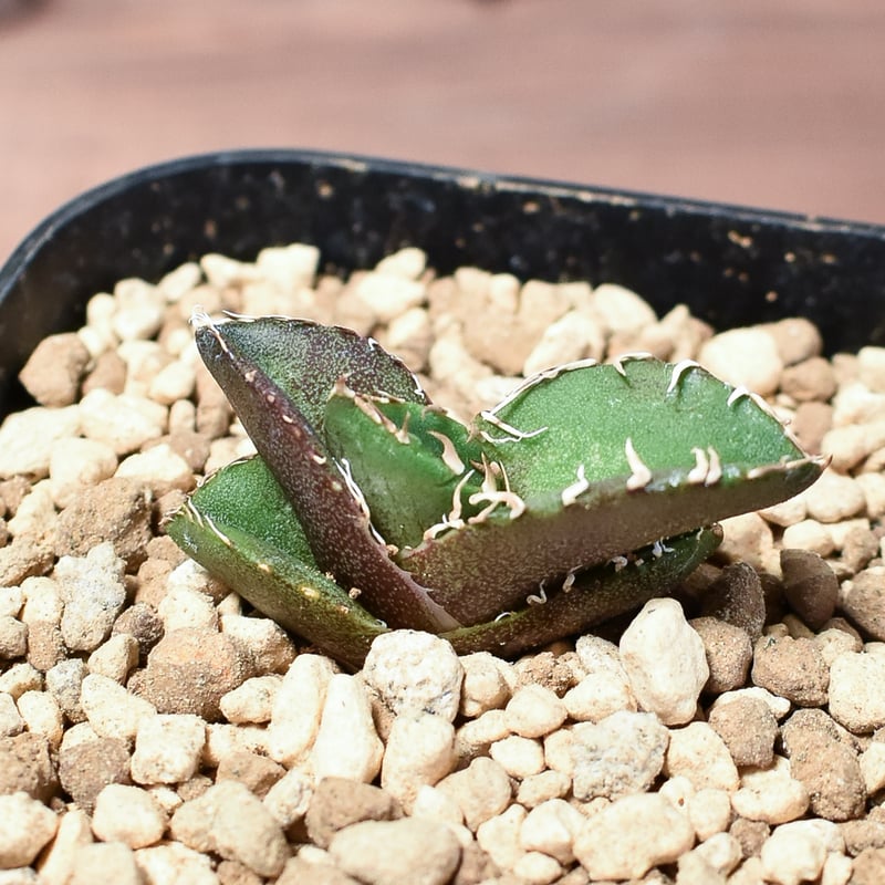 アガベ COK コック 追星 子株 １個 未発根 アガベ チタノタ 