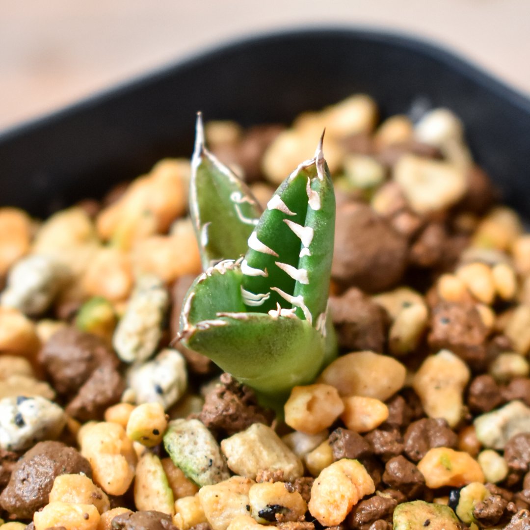 アガベ チタノタ 