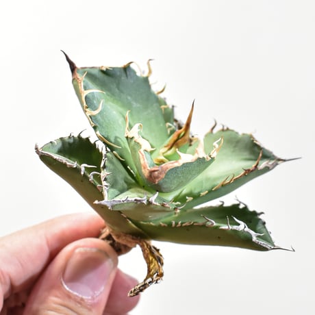 【超希少】 ブツブツ系 アガベ チタノタブルー Yahoo!オークション -「アガベ チタノタ ブツブツ」の落札相場