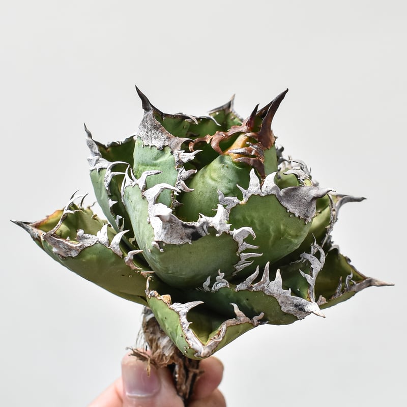 RAFLUMコレクション】アガベ チタノタ 