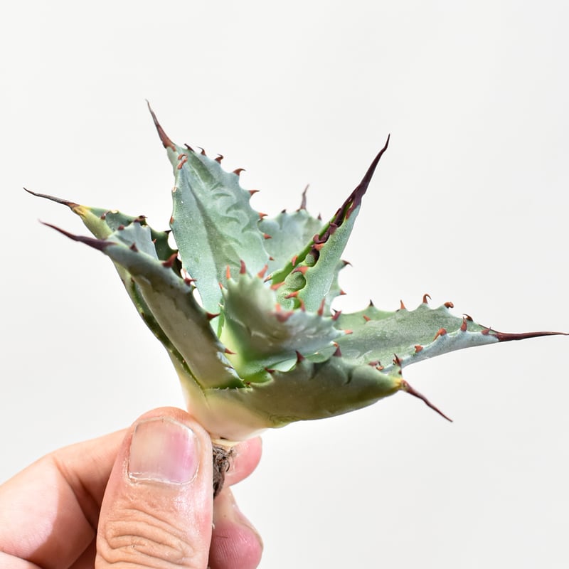 アガベ ハイブリッド　蝦蟹×血雷　子株　陽炎 アガベ ハイブリッド 蝦蟹×血雷 子株 陽炎 アガベ ハイブリッド 蝦蟹×血雷