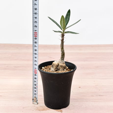 パキポディウム サキュレンタム【実生】　RFHK-288