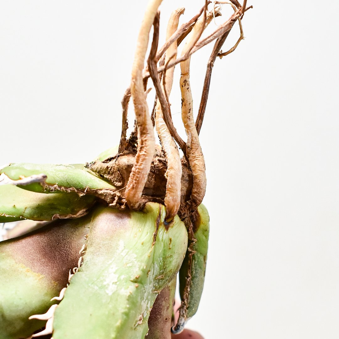 アガべ チタノタ 