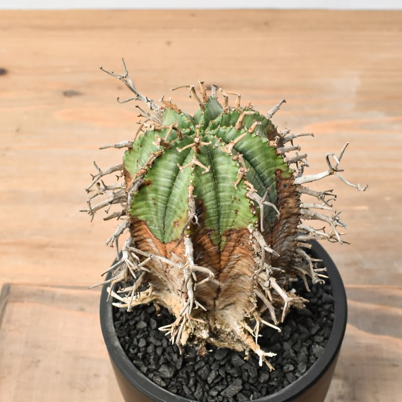 ユーフォルビア オールドスーパーバリダ 