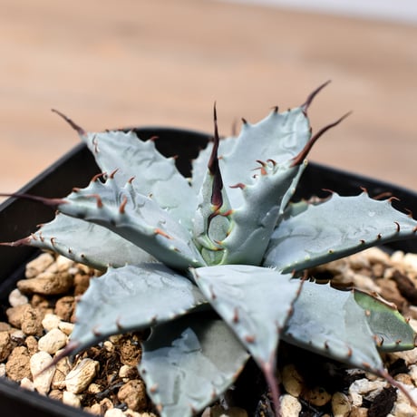 アガベ ハイブリット 日系イシスメンシス×象牙妖炎（陽炎エボリ）【台湾botanical_seeker産】RF25011396