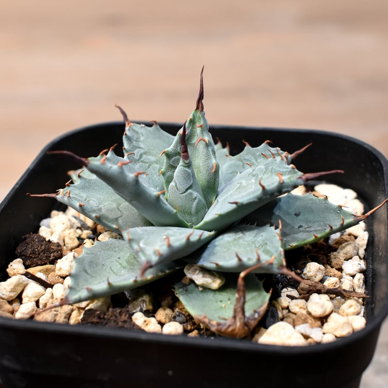 アガベ ハイブリット 日系イシスメンシス×象牙妖炎（陽炎エボリ