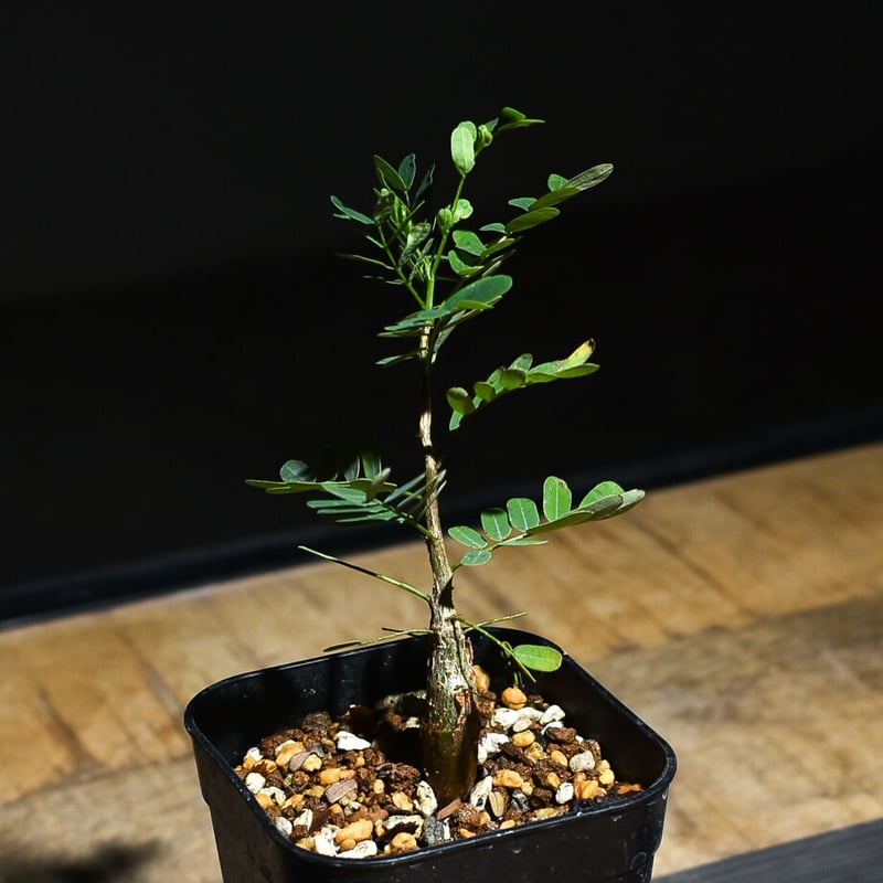 センナ メリディオナリス （実生株）RF22769 | RAFLUM / ラフラム