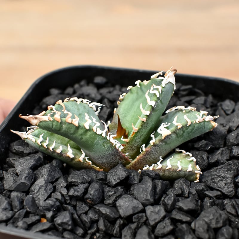 アガベ DENNIS ゴジラ 