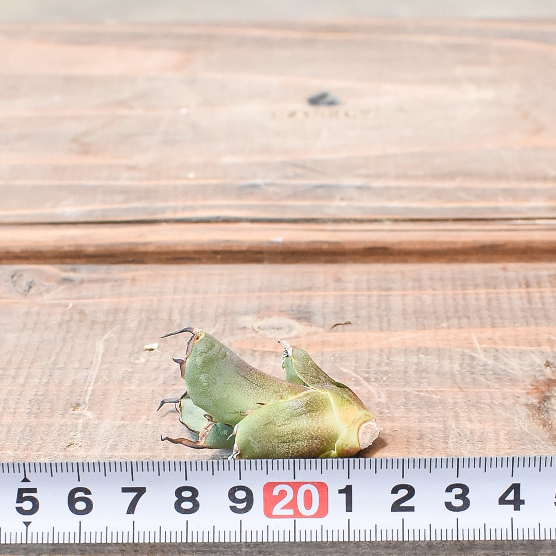 アガベ チタノタ フクロウ / 猫頭鷹 , アザラシ / 海豹【台湾 dragon