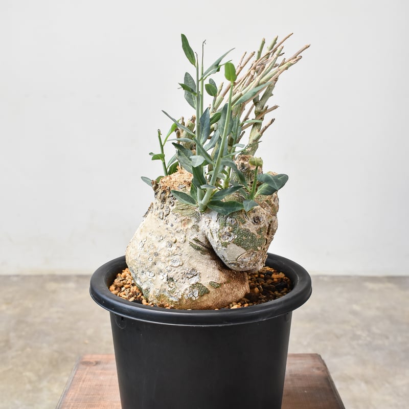 RAFLUMコレクション】アデニア ペチュエリー【現地球/発根済