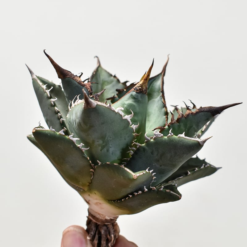 アガベ チタノタ 海王 親株 得価，最新作 アガベ チタノタ 海王 親株