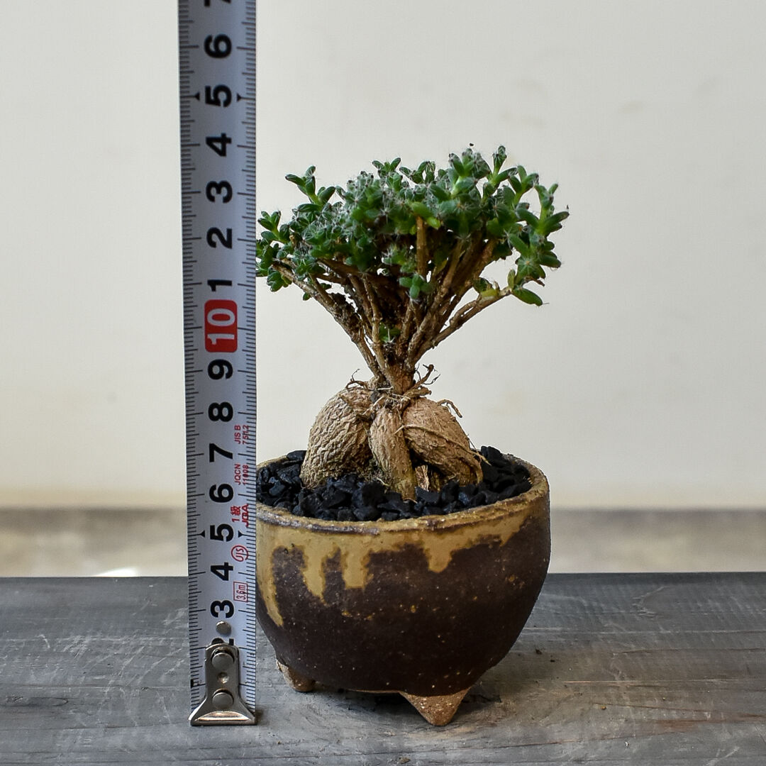 トリコディアデマ ブルボスム 