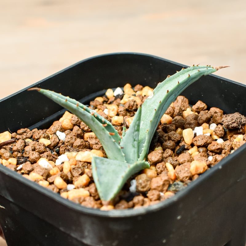 アガベ ハイブリット 