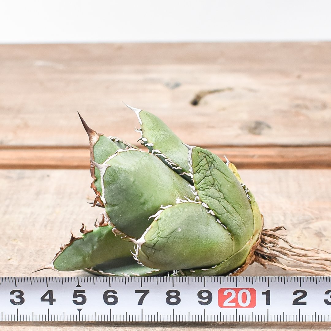 ドラゴンアガベ　実生選抜 6月1日(土)20:00~】台湾dragon agaveが育成しナンバリングした