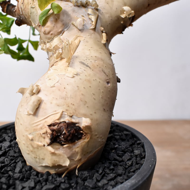 コミフォラ カタフ 