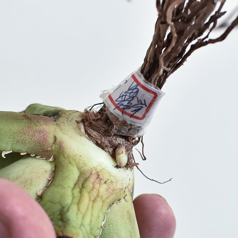 アガベ チタノタ 