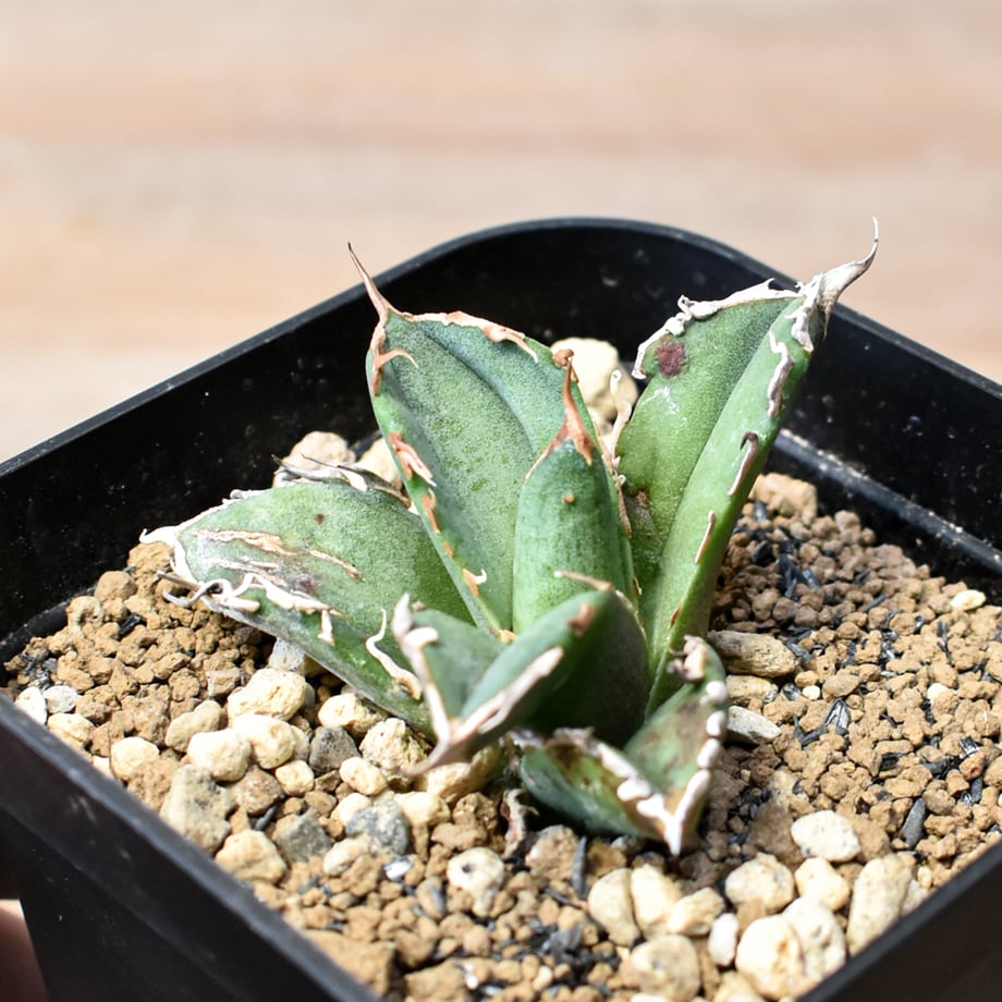 6a034d0722176f2b424ff961