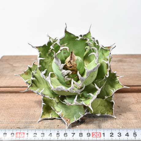 【5CLAW】アガベ チタノタ シーザー / 精品凱撒 【台湾 dragon agave産/大株/抜き苗】A DG2402816(T)