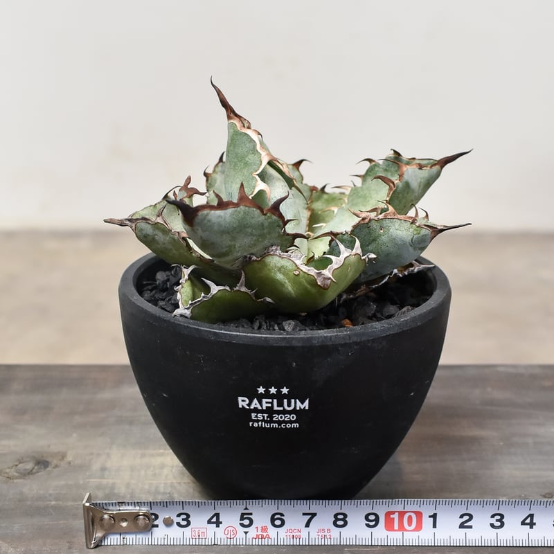 アガベ チタノタ ブラックアンドブルー 