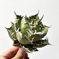 アガベ チタノタ X マルガリータ （発根済）RF22285 | RAFLUM