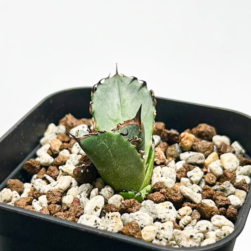 5CLAW】アガベ チタノタ 