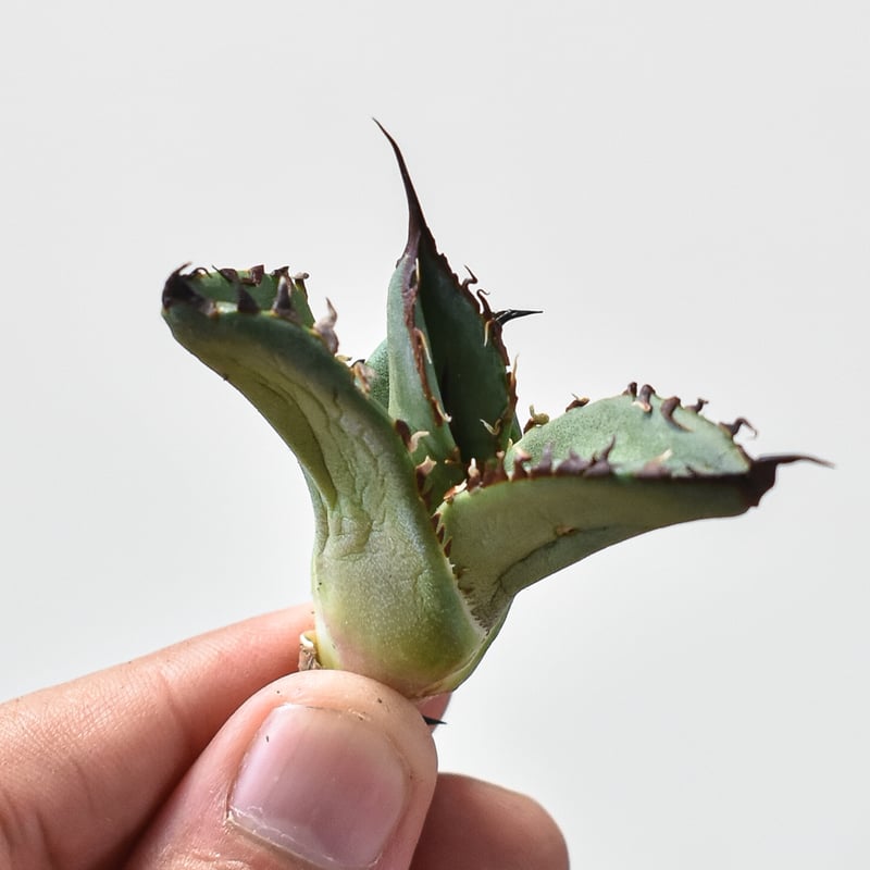 アガベ チタノタ スペード 