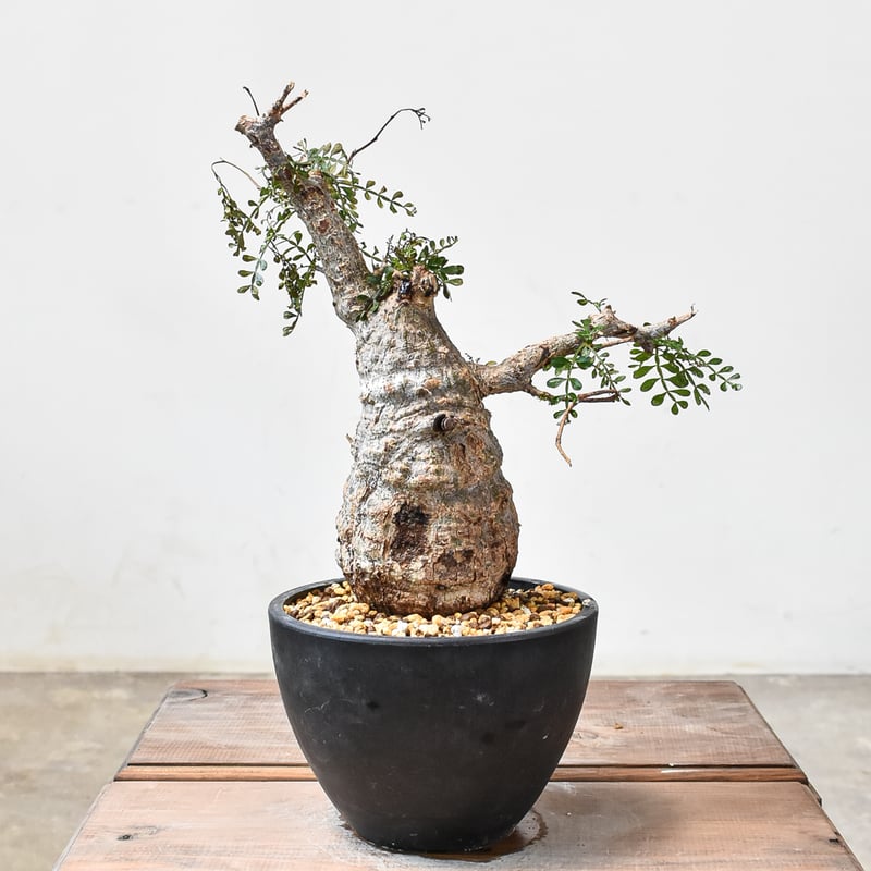 オペルクリカリア パキプス 【発根済み】HK2402395(T) | RAFLUM / ラフ