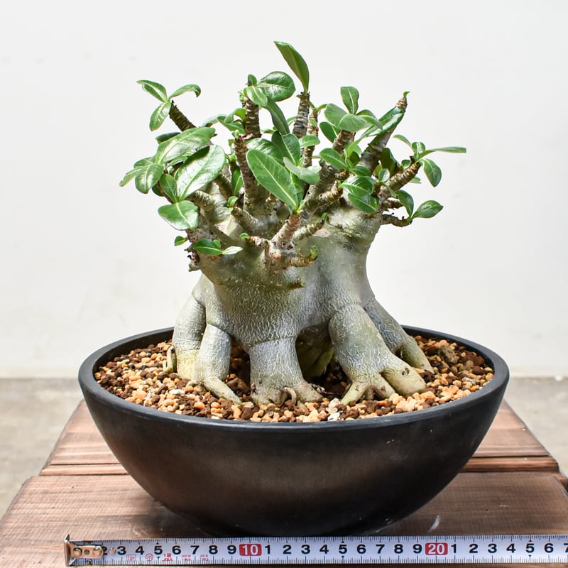 アデニウム アラビカム 