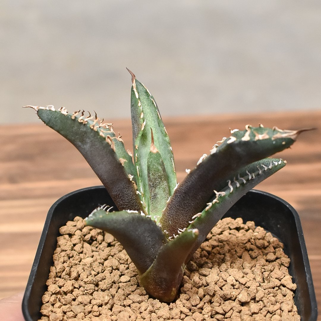 アガベ　チタノタ　ホワイトファイヤー　白火焔 図鑑 -アガベ チタノタ ホワイトファイヤー(白火焔) – 品種紹介