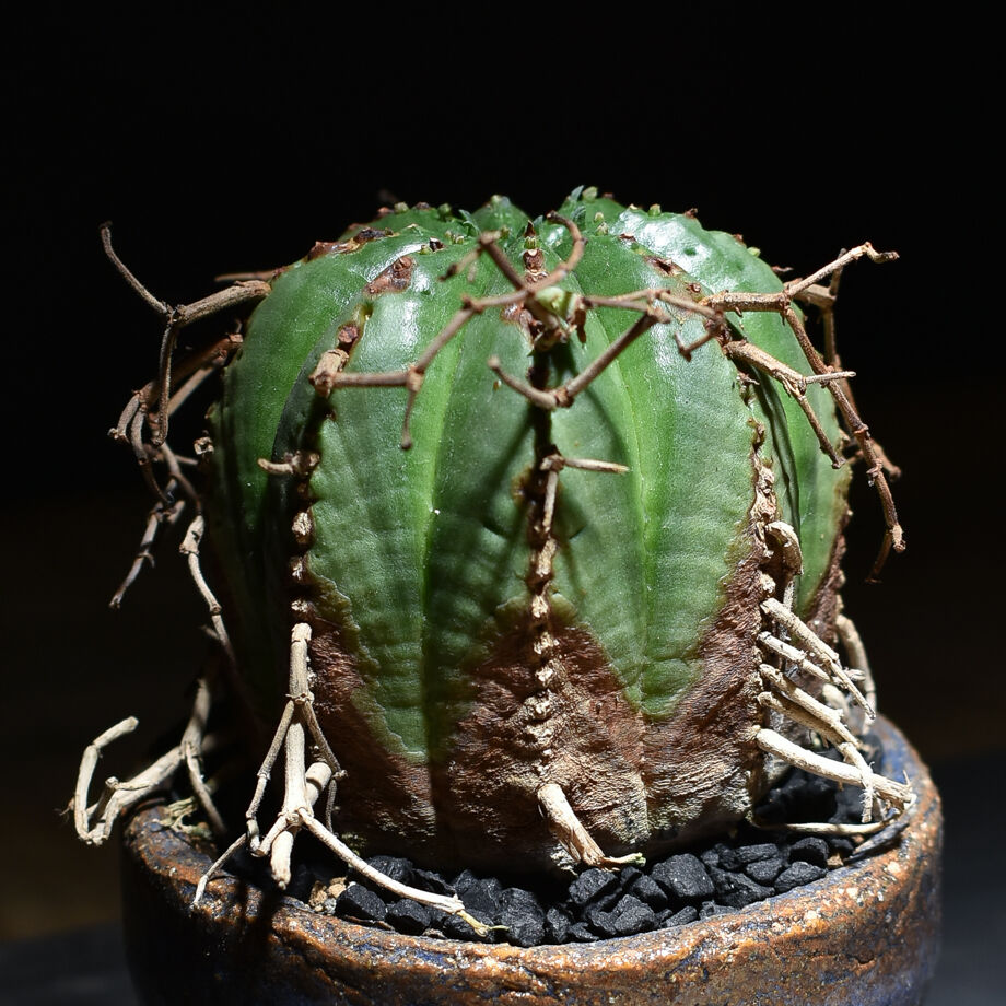 大株 木質化 オールド ホリダ × バリダ 交配種 鉢のまま発送