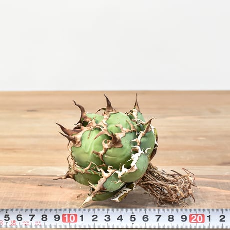 【5CLAW】アガベ チタノタ シーザー / 精品凱撒 【台湾 dragon agave産/中株/抜き苗】RFDG25010972