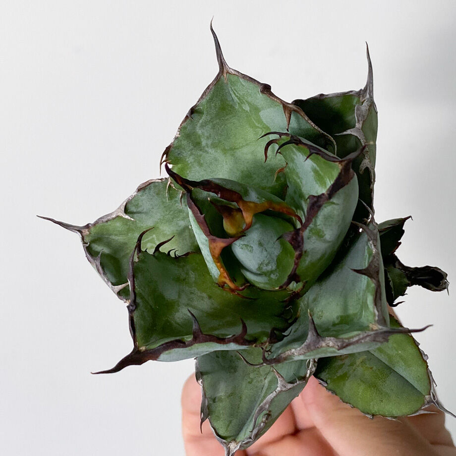 アガベ チタノタ ブラックアンドブルー 