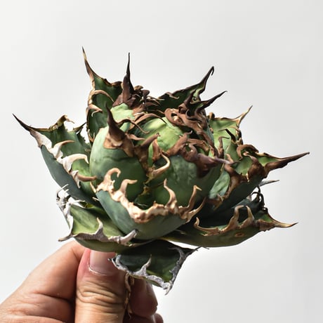 アガベ チタノタ 精品シーザー / 精品凱撒  【台湾 dragon agave産/中株/抜き苗】A75