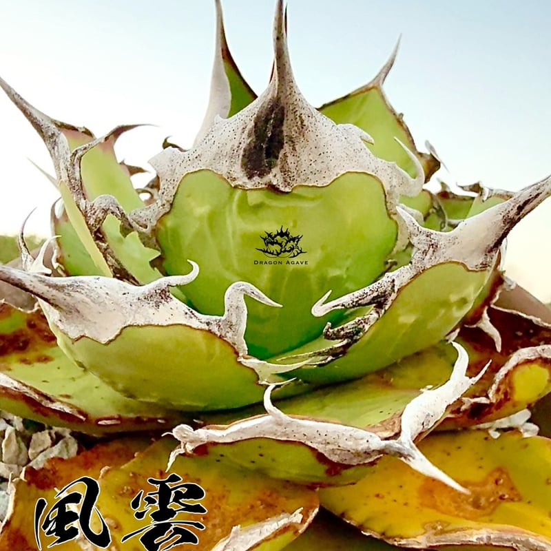 5CLAW】アガベ チタノタ 