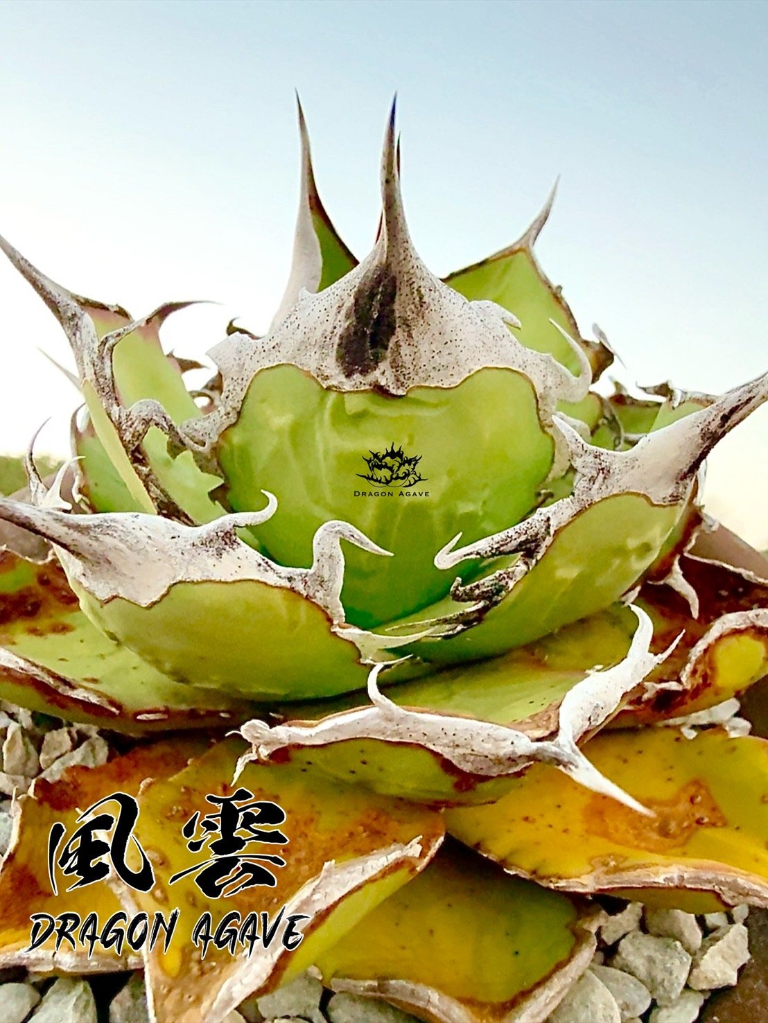 5CLAW】アガベ チタノタ 