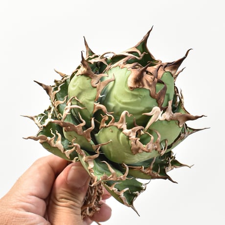 【5CLAW】アガベ チタノタ シーザー / 精品凱撒 【台湾 dragon agave産/中株/抜き苗】RFDG25010968
