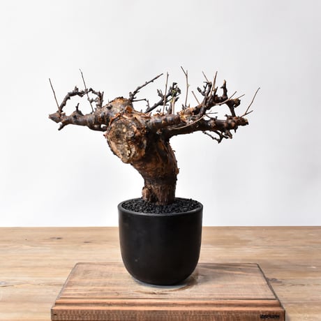 コミフォラボラネンシス | STORES