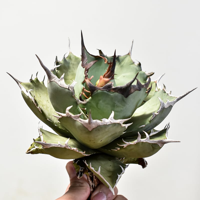 アガベ チタノタ フェニックス 